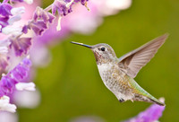 Hummingbirds