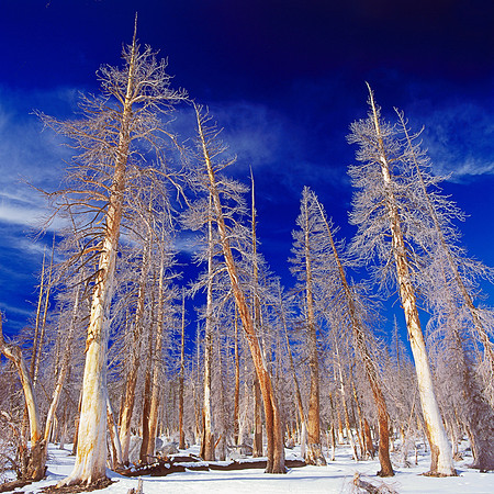 Yosemite Trees
