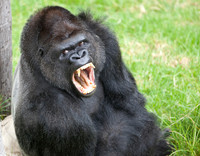 Zoo & Safari Park