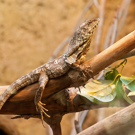 Frilled Dragon