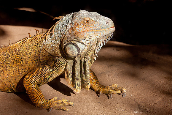Green Iguana