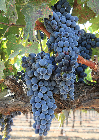 Merlot Grapes