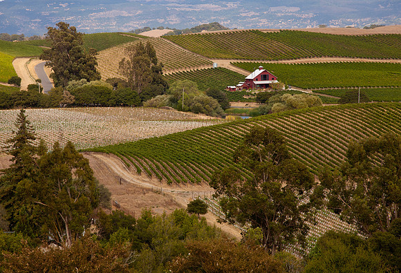 Sonoma Vineyard