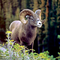 Bighorn Sheep, Banff N.P.