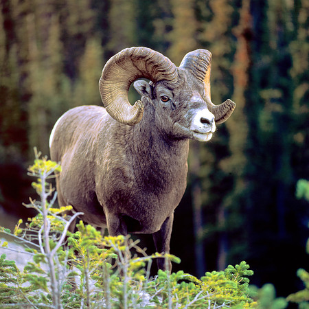 Bighorn Sheep, Banff N.P.