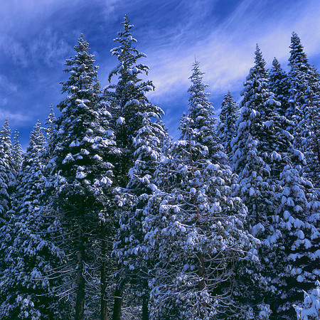 Yosemite Snowfall