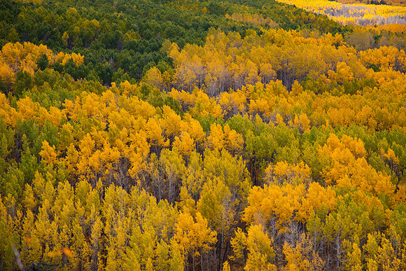 Aspens near Keblar Pass