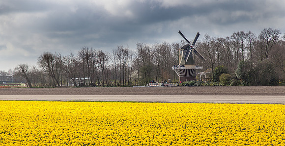 Keukenhof