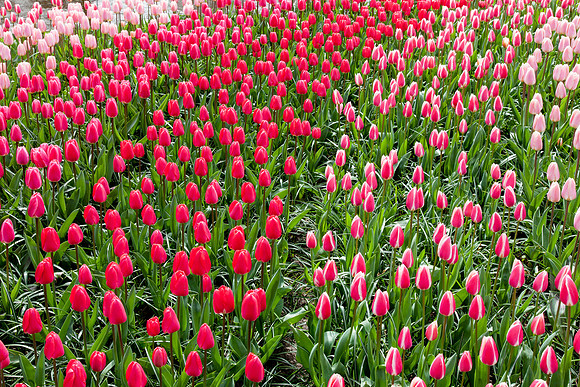 Keukenhof