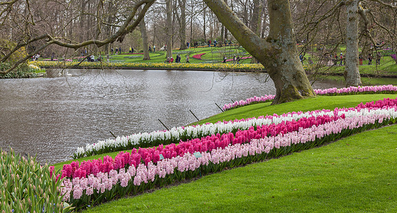Keukenhof