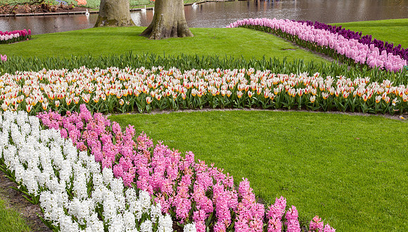Keukenhof